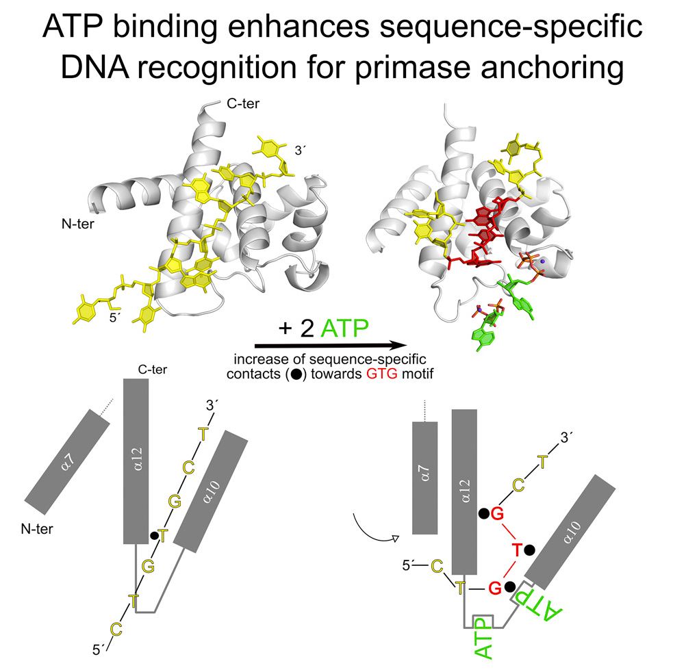 Enlarged view: Graphical abstract of cell paper by Allain group