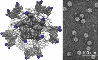 Glycosylated proteinaceaous nanoparticles