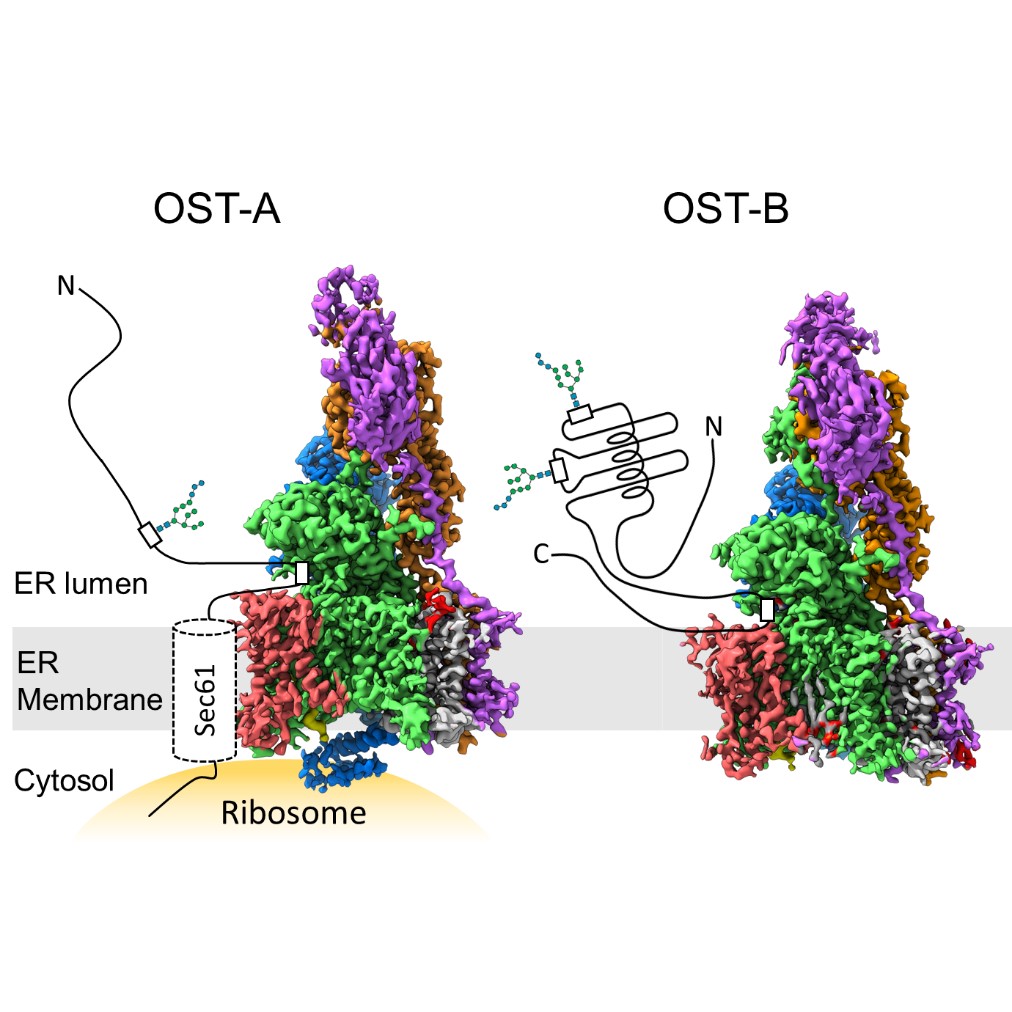 Cryo-EM structures OST-A and OST-B
