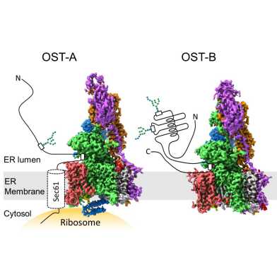 Cryo-EM structures of OST-A and OST-B