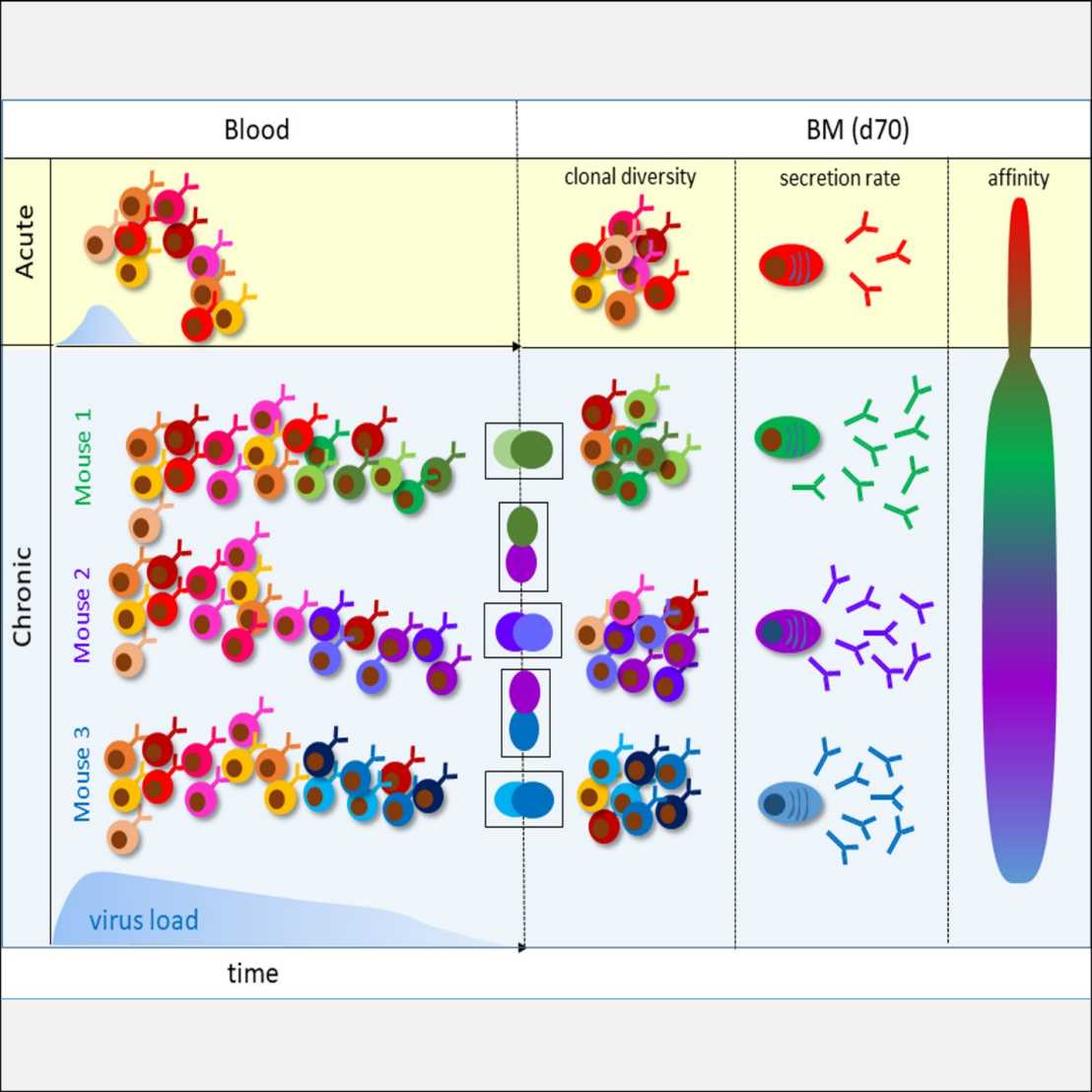 Enlarged view: Graphical abstract Oxenius