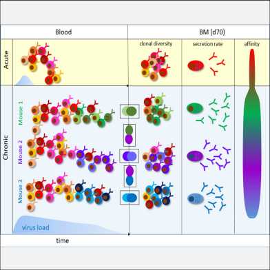 Graphical abstract Oxenius