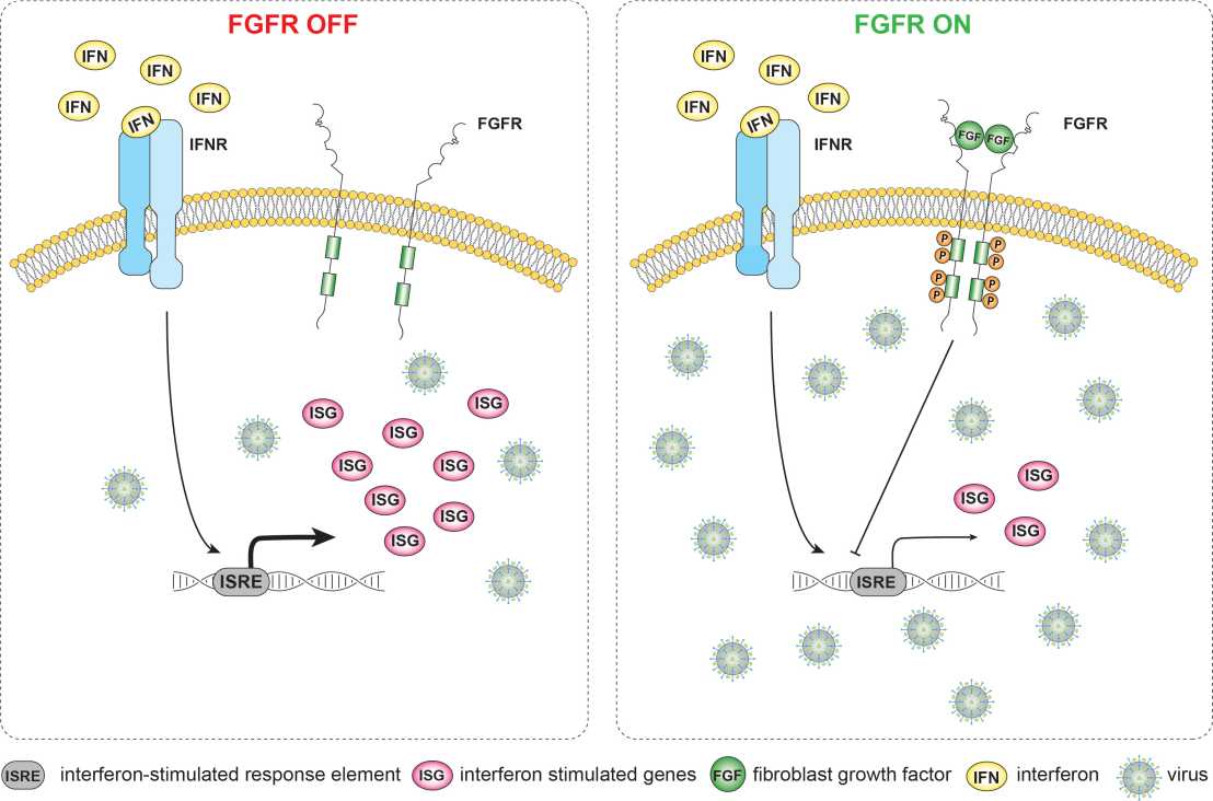Graphical abstract Werner paper