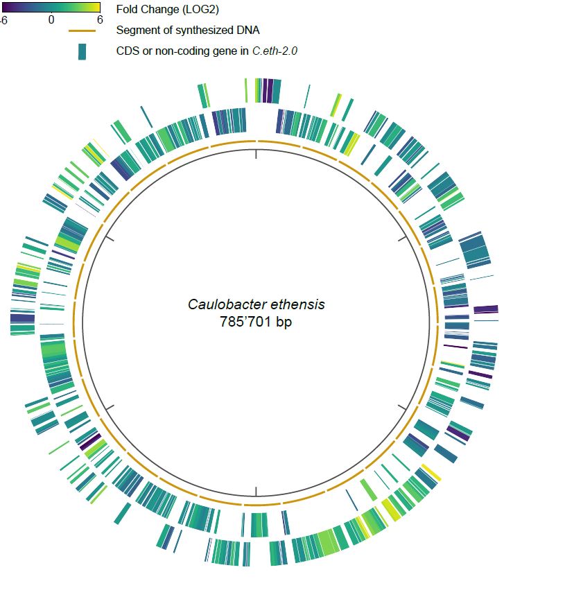 A Rewritten Bacterial Genome To Reveal Control Elements And Genome ...