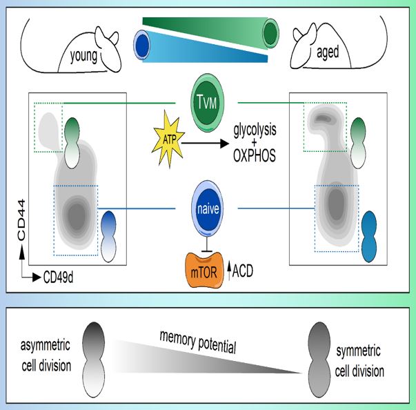 Asymmetric cell division shapes naive and virtual memory T cell 