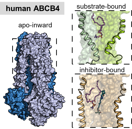 Graphical abstract Locher group
