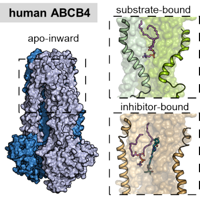 Graphical abstract Locher paper