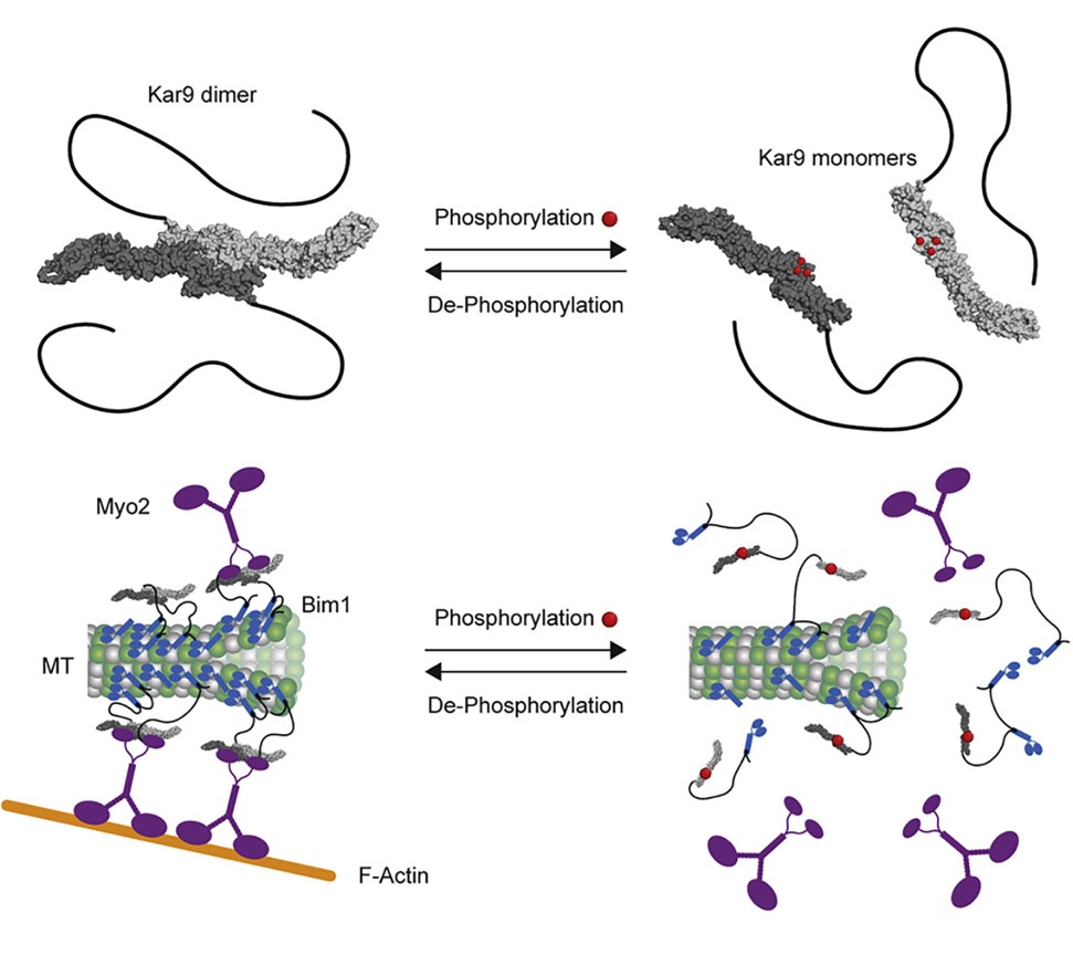 Graphical abstract Barral paper