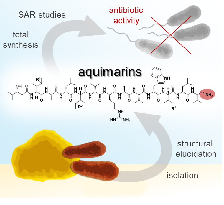 Graphical abstract Piel paper