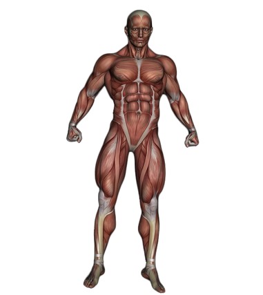 The maintenance of skeletal muscle mass and strength is pivotal. Thus, resistance exercise is medicine. In their latest work, Claudio Viecelli and David Aguayo review the evidence-​based contribution of mechano-​biological descriptors of resistance exercise.