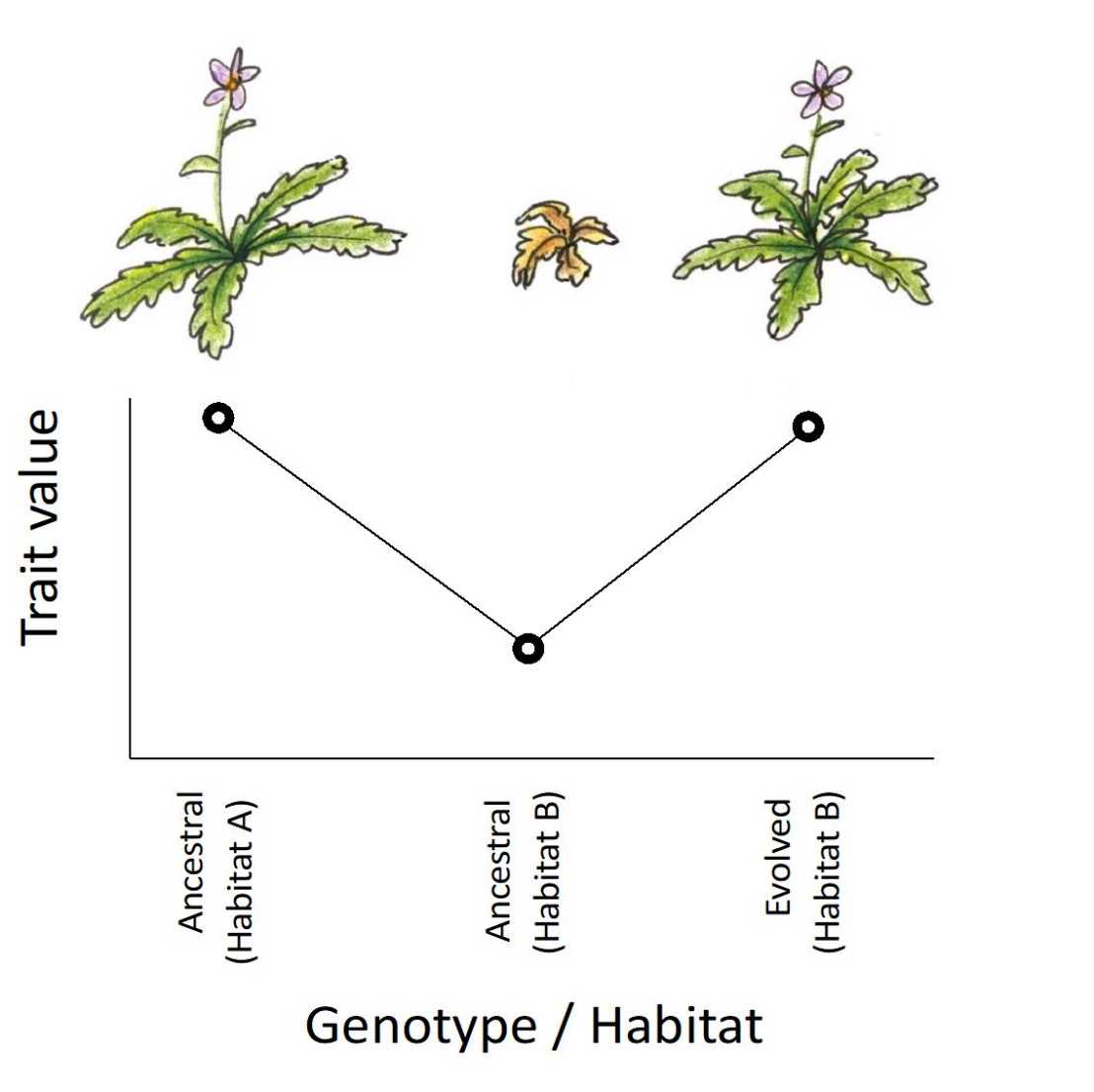 Graphical abstract Bomblies paper