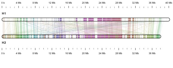 Graphics of Cassava chromosome pairs