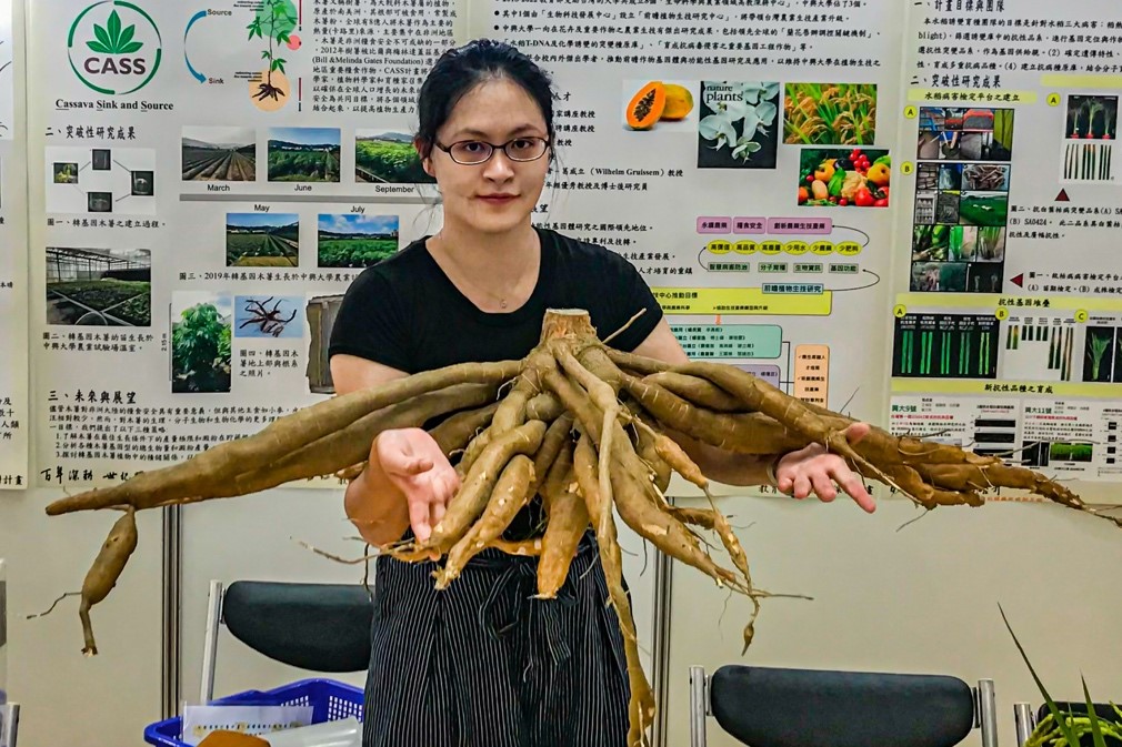 Researcher holding a cassava root in her hands