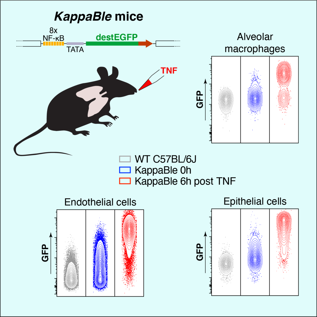 Graphical abstract Kopf paper Mucosal Immunology May 2022