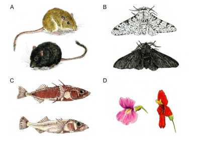 Illustration Bomblies paper PNAS July 2022