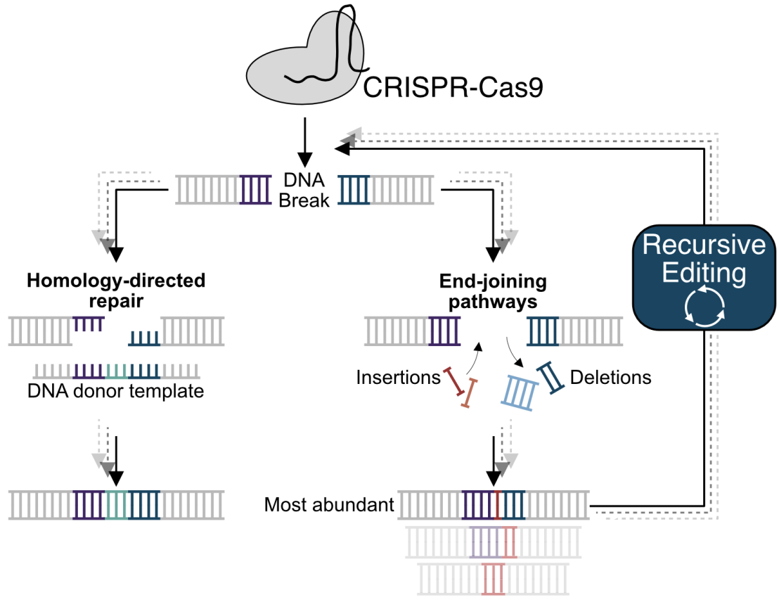 Enhancing Precise Genome Editing Efficacy By Retargeting Undesired ...