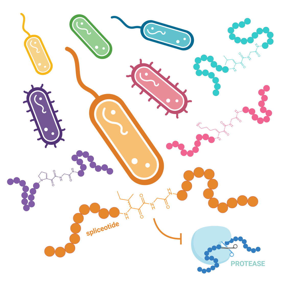 Splicease diversity