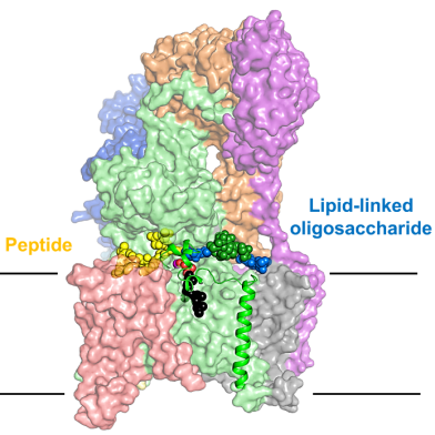 Locher paper Nature Comms November 2022