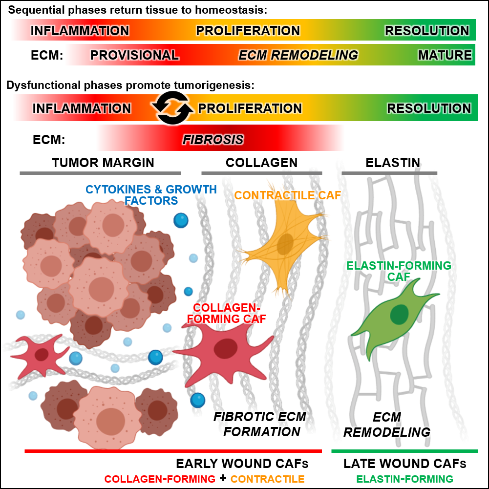 Graphical abstract Werner paper March 2023