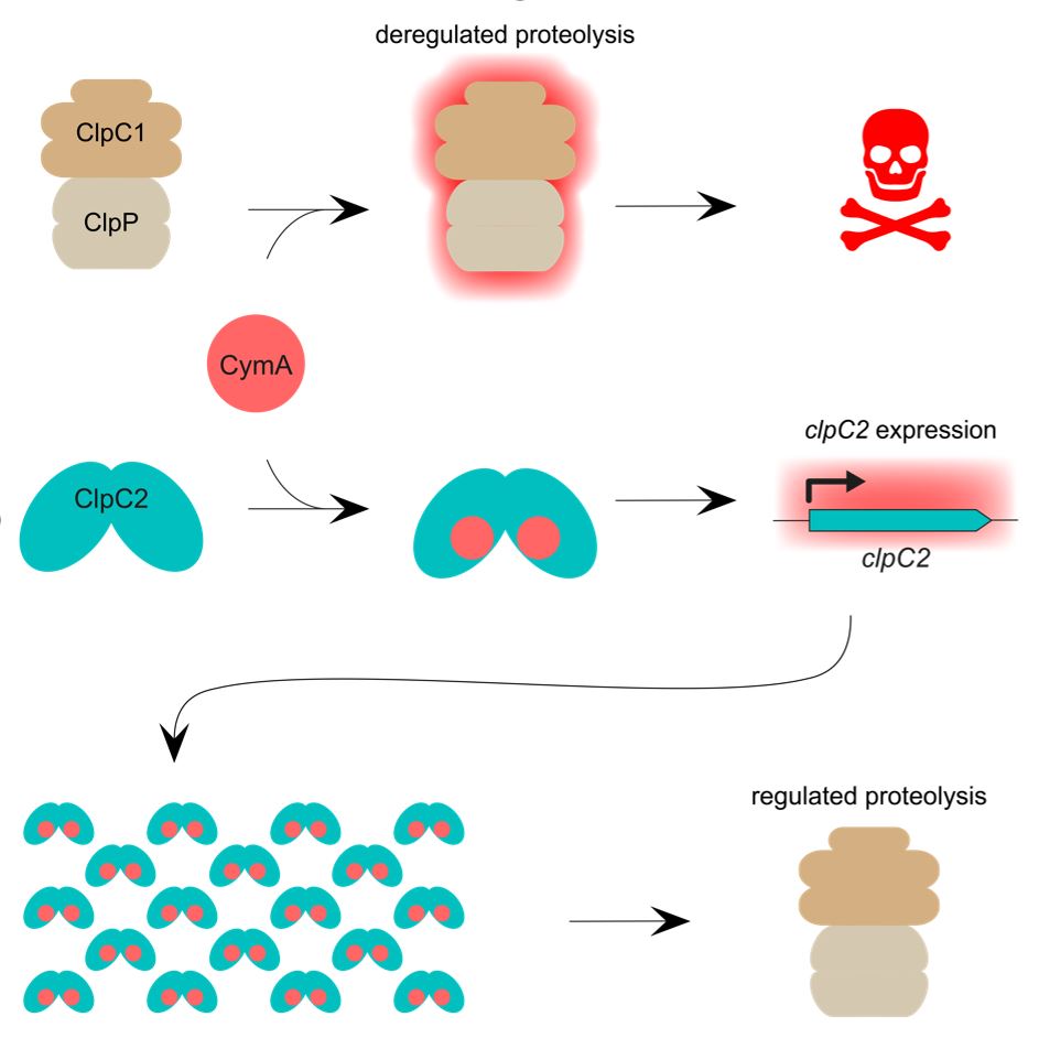 Paper Weber-Ban Communications Biology April 2023