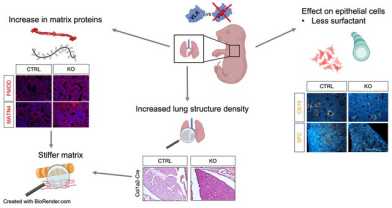 Figure Bruetsch paper CMLS April