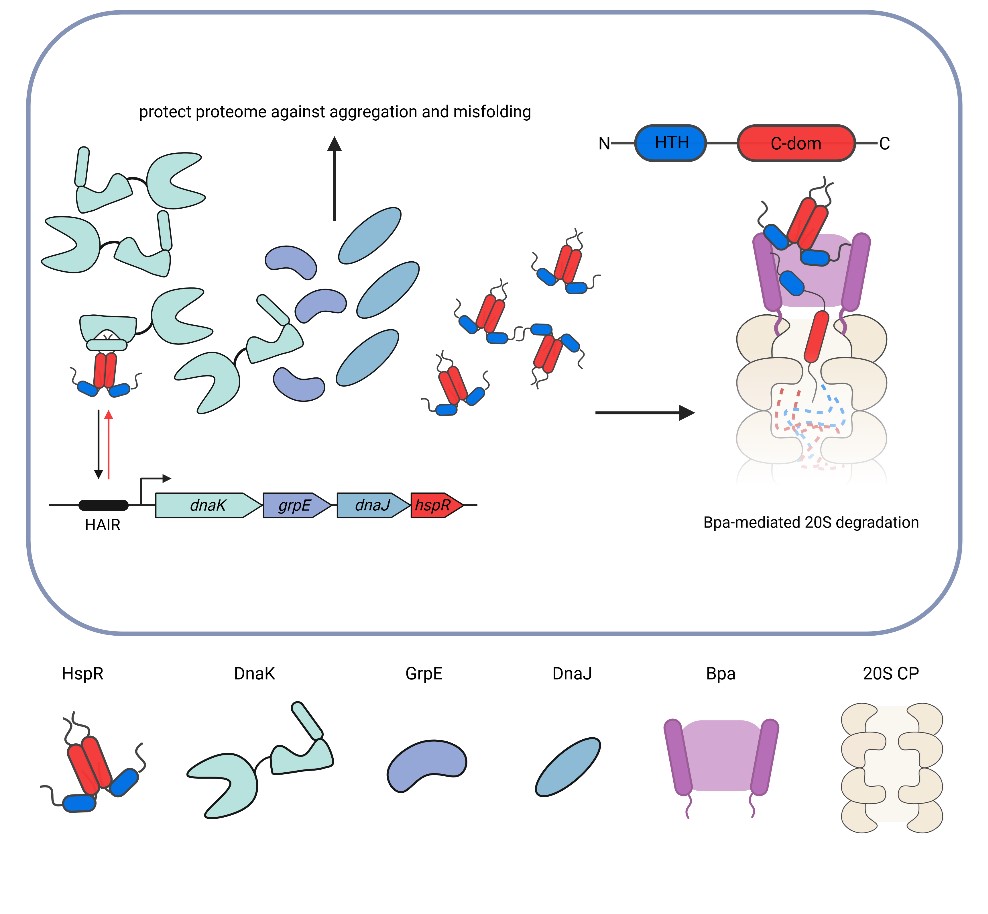 Graphical abstract Rosen paper August 2023