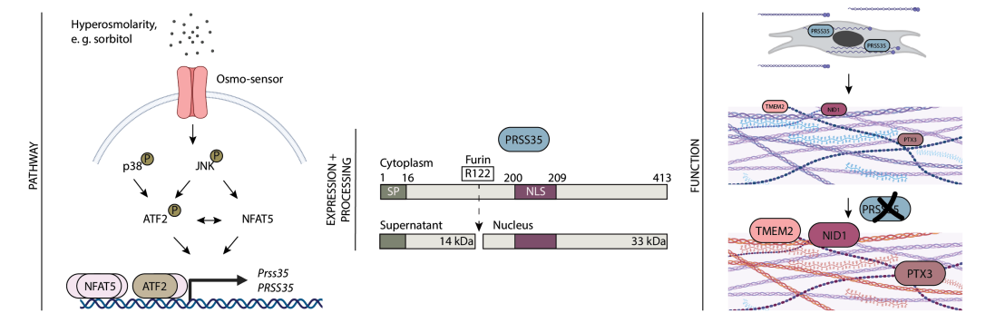 Graphical abstract Werner paper Science Advances August 2023