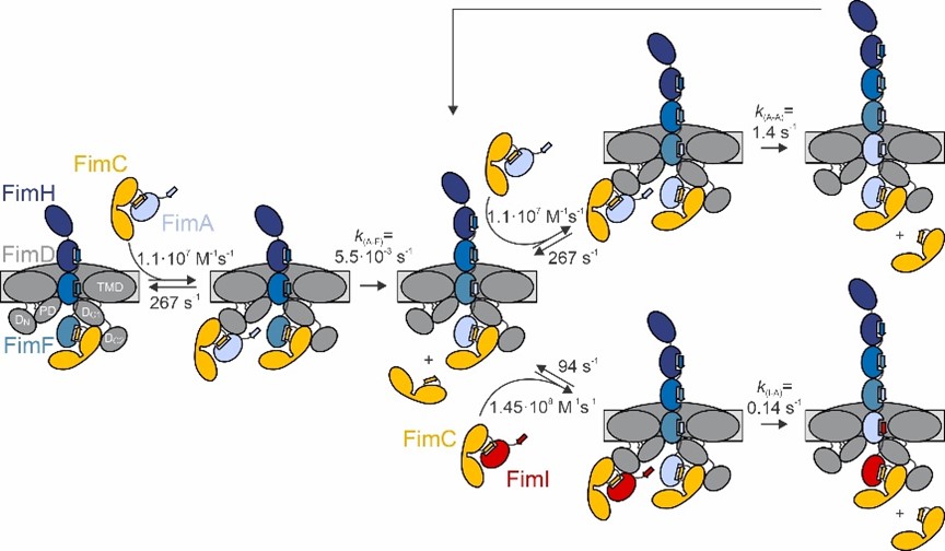 Schematic picture Glockshuber paper November 2023