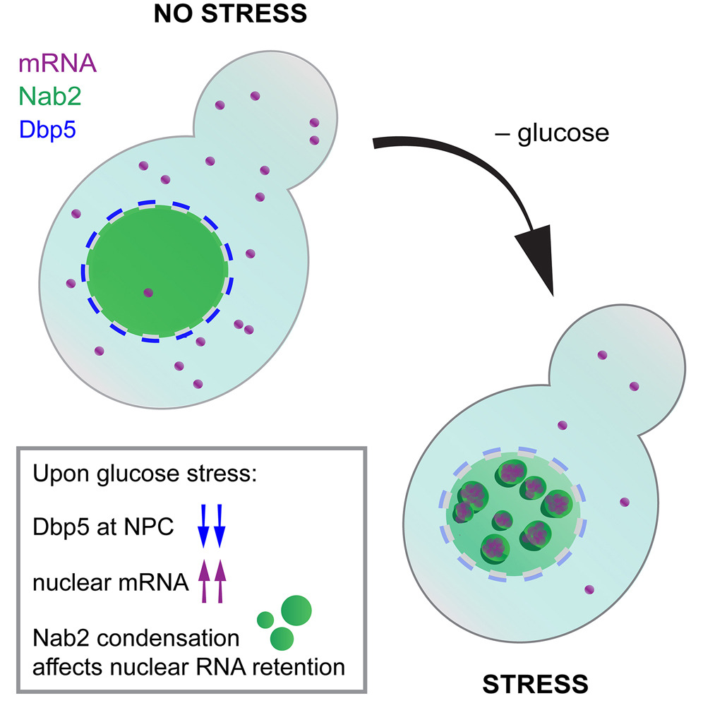 Weis Paper December 2024 Cell Reports