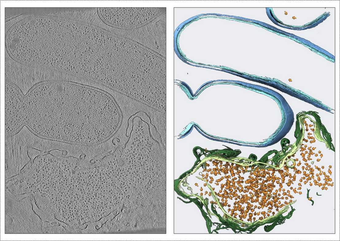 Figure 1 Pilhofer paper Nature Microbiology February 2024