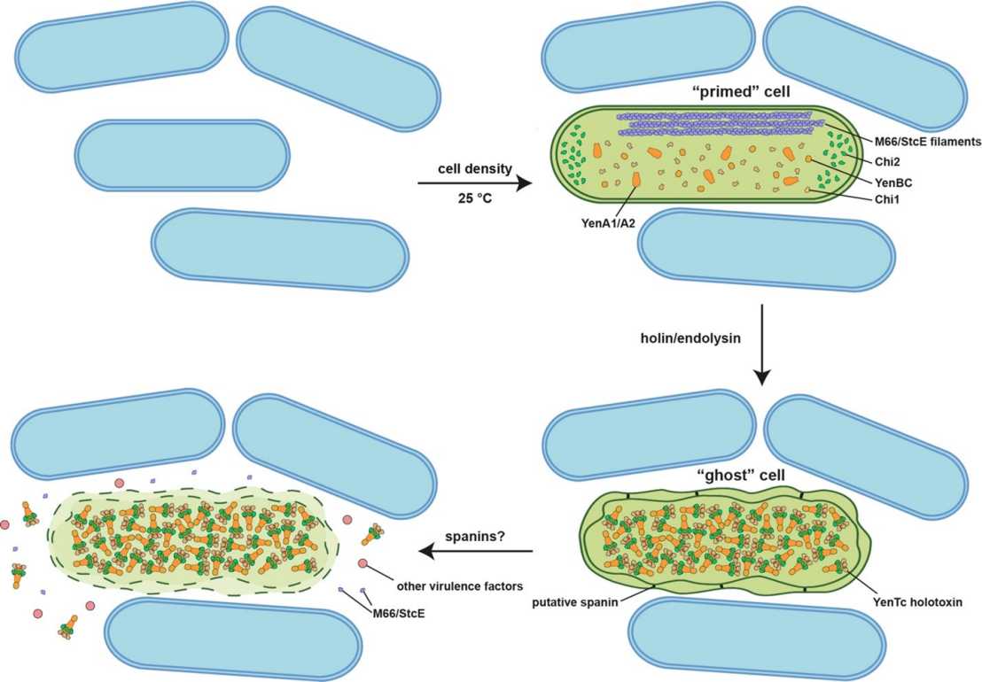 Figure 2 Pilhofer paper Nature Microbiology February 2024