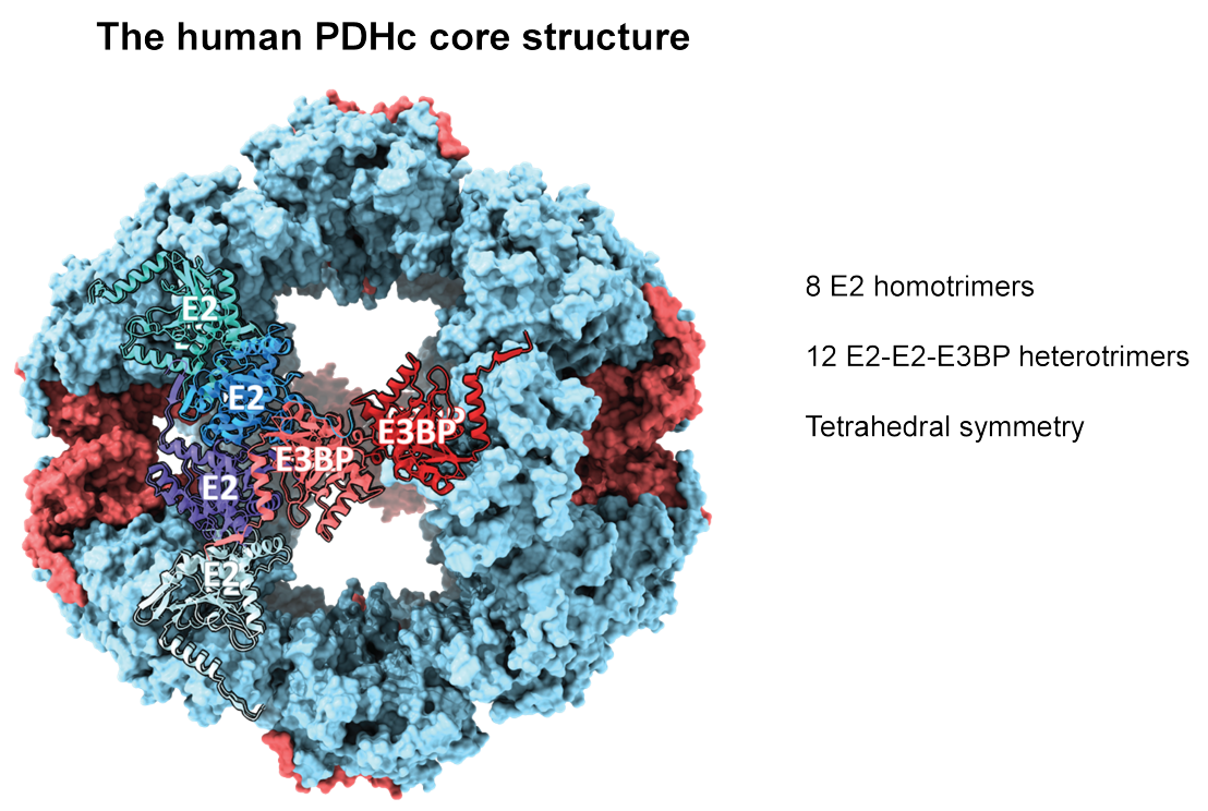 Architecture And Composition Of The Human Pyruvate Dehydrogenase ...