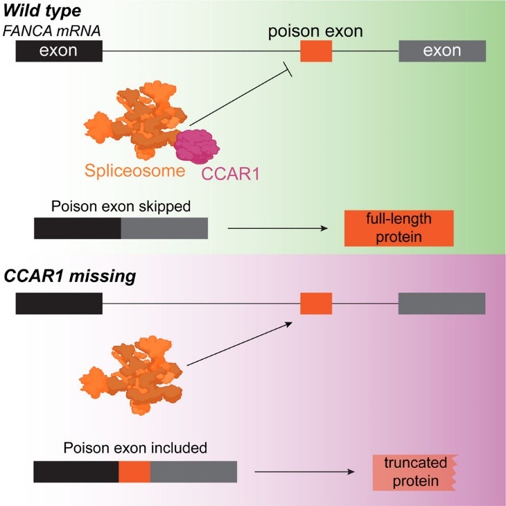 Corn paper Molecular Cell July 2024