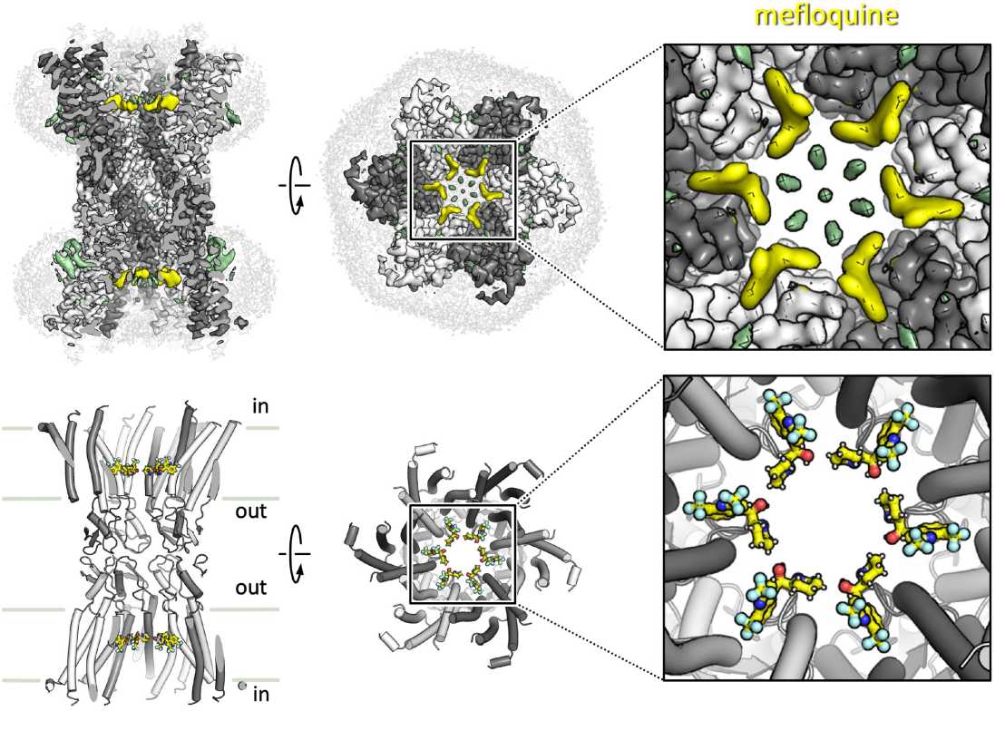 Graphic Korkhov paper June 2024 Cell Discovery