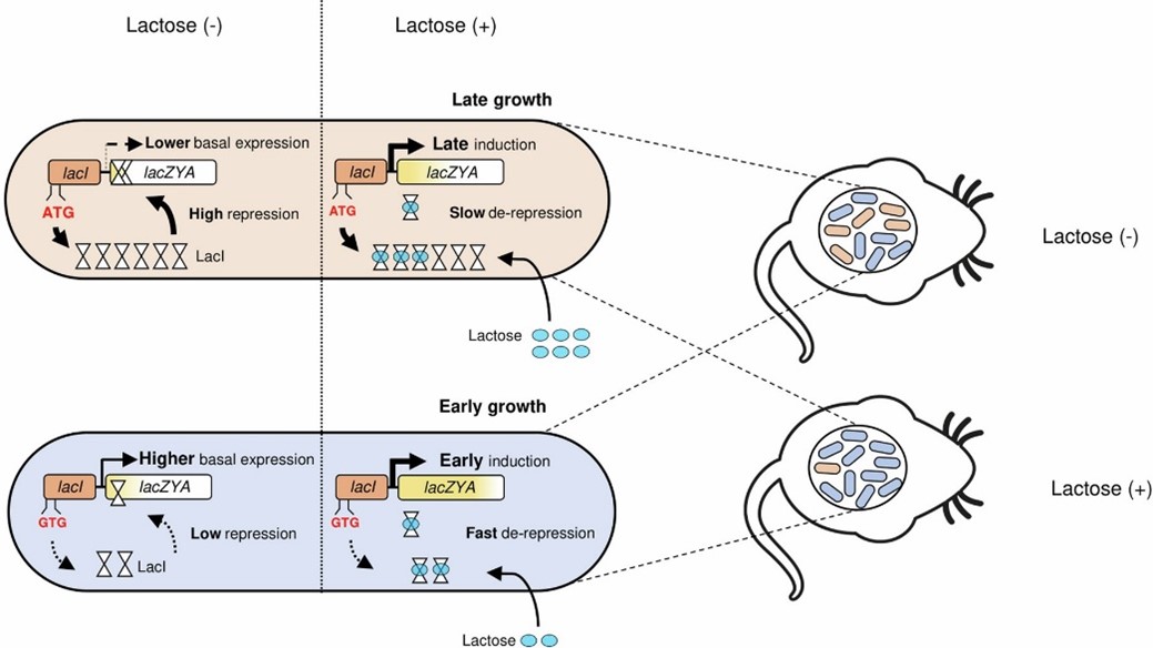 Illustration Hardt paper August 2024