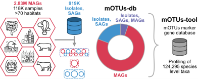 The mOTUs-db comprises 2,828,061 de novo reconstructed MAGs, as well as 919,090 isolate and single-cell genomes. The genomes are clustered into 124,295 species-level taxonomic units (mOTUs), which can be profiled using the mOTUs profiler.