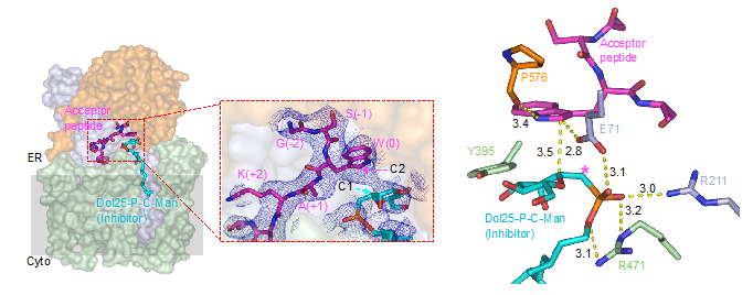 Figure 3 Locher paper January 2023