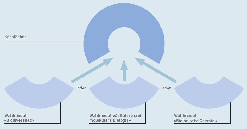 Kernfächer und Wahlmodule 2. Studienjahr